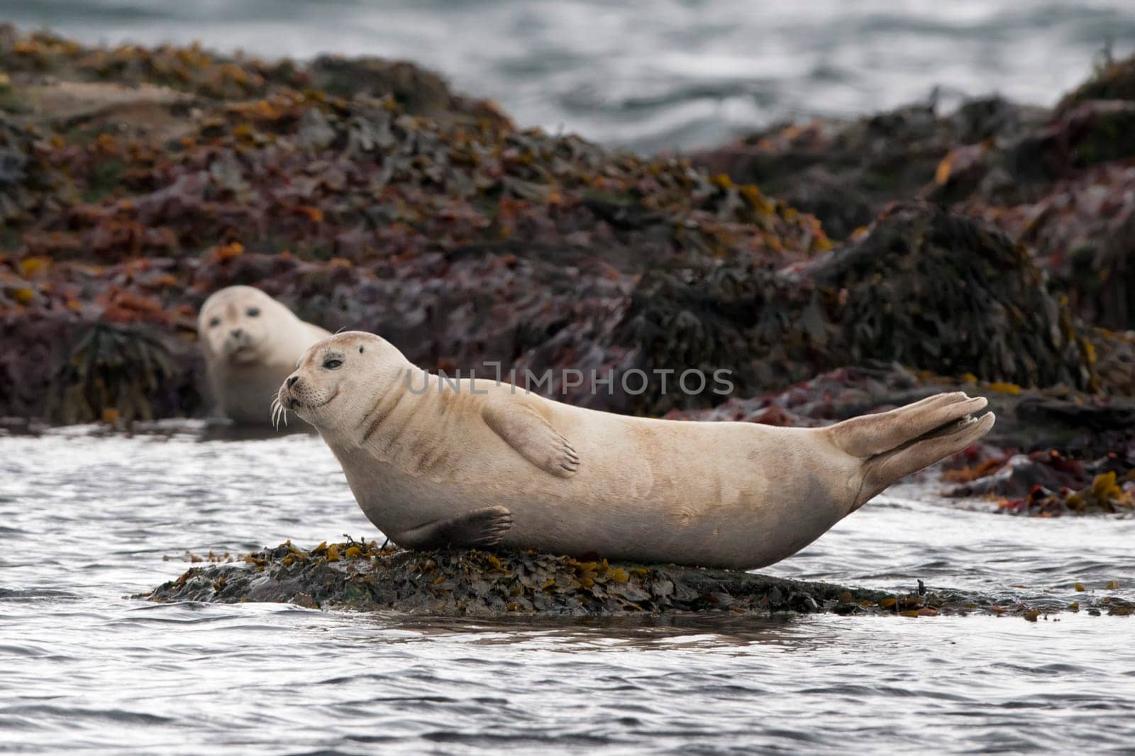 A seal while relaxing on a rock by AndreaIzzotti