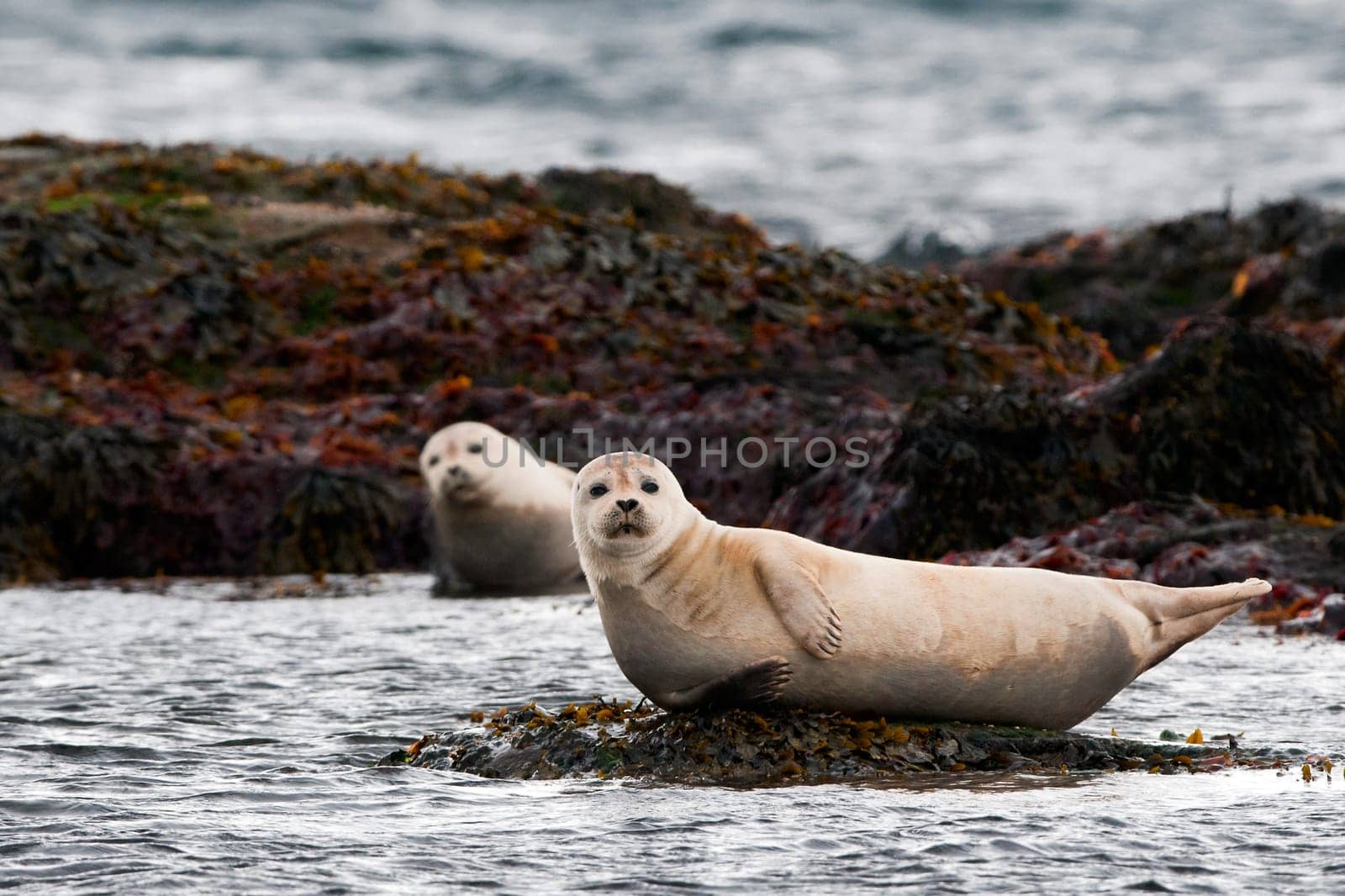 A seal while relaxing on a rock by AndreaIzzotti