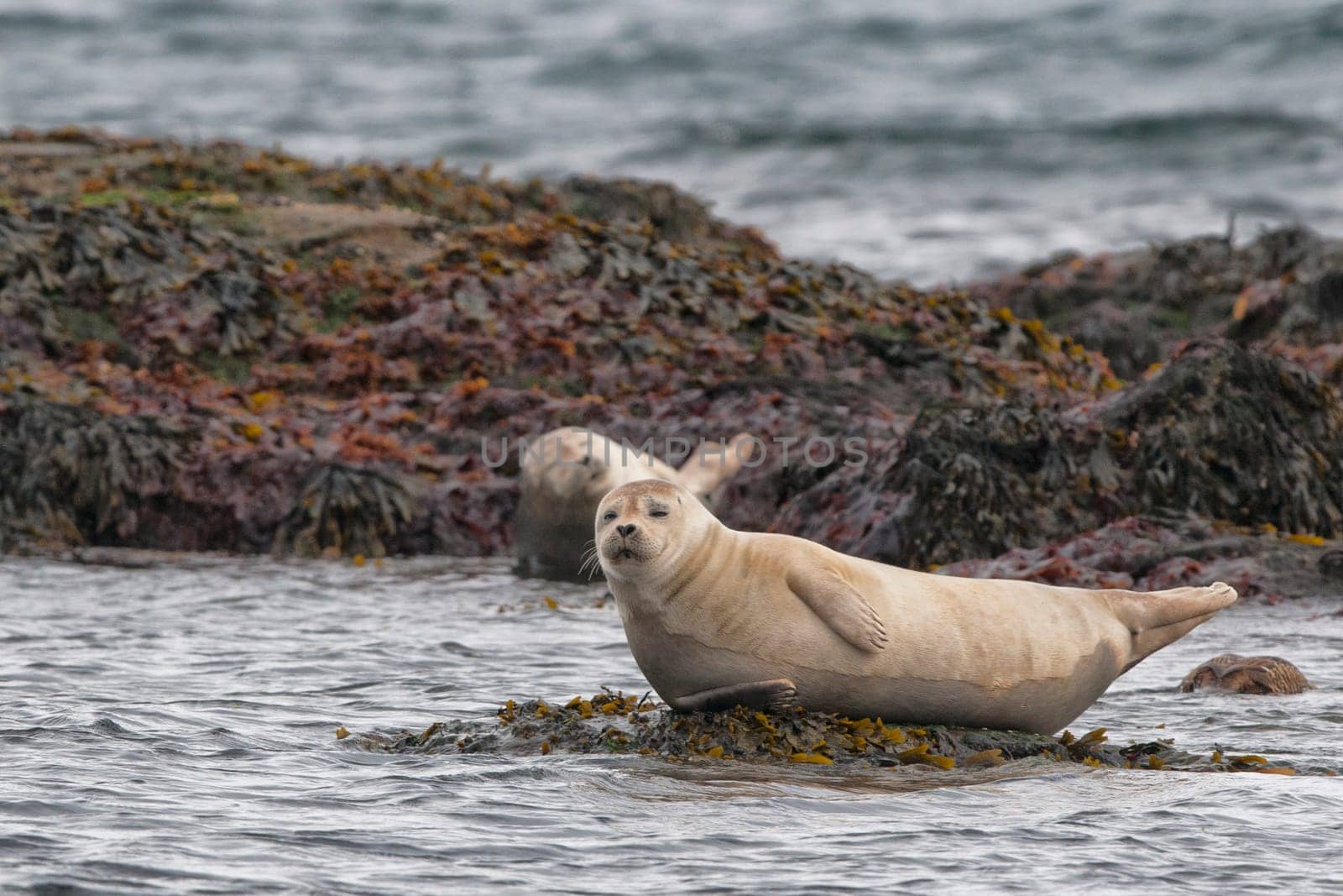 A seal while relaxing on a rock by AndreaIzzotti