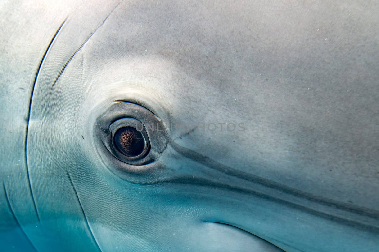 A dolphin close up portrait underwater while looking at you