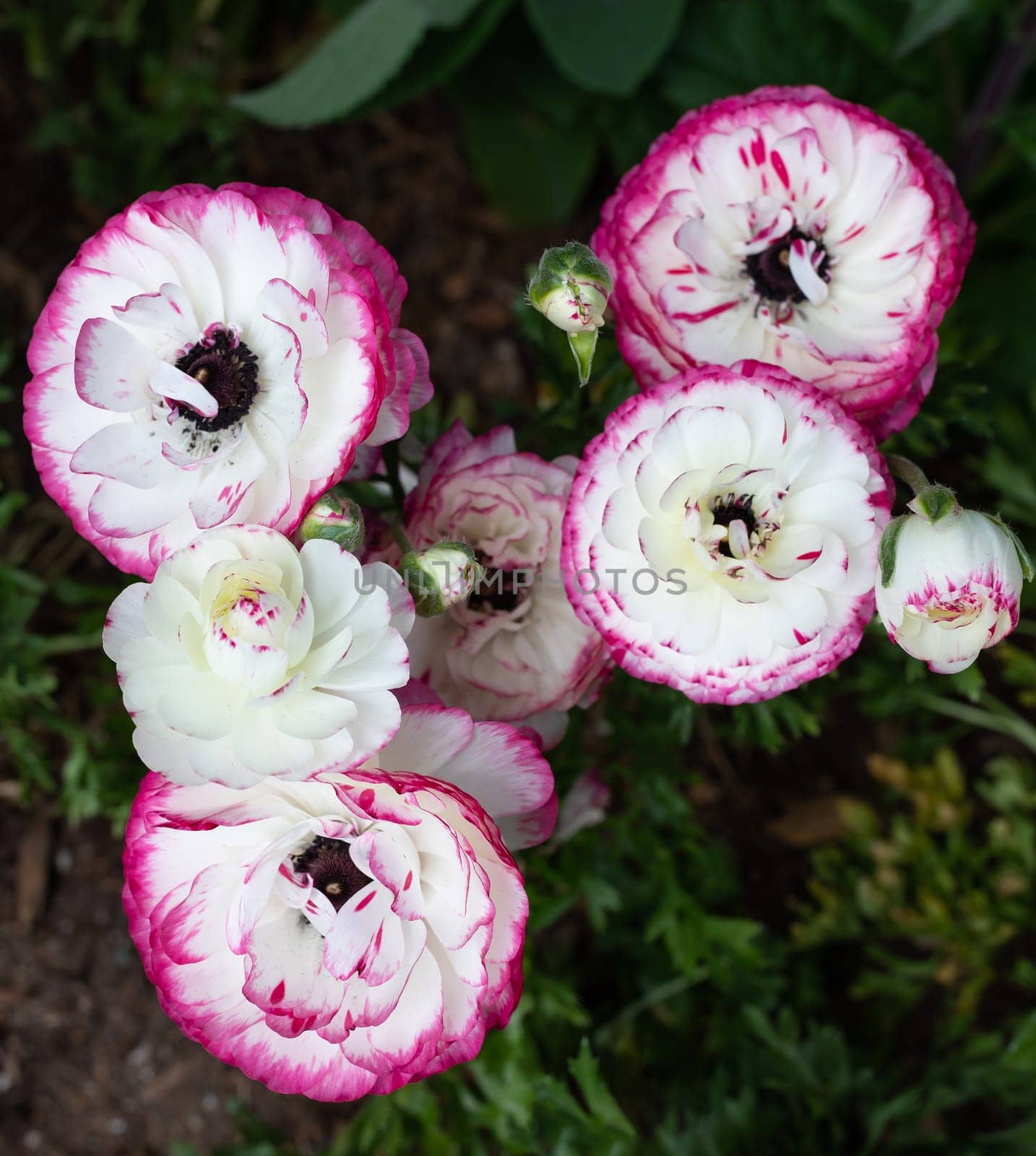 Closeup White And Purple Rimmed Persian Buttercup Flowers Or Ranunculus Asiaticus Outdoors In Garden Or Plant Nursery. Vertical Plane Botany, Floriculture. High Quality Photo by netatsi