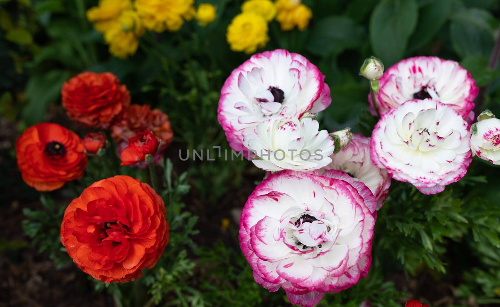 Multi Colored Rimmed Persian Buttercup Flower Or Ranunculus Asiaticus Outdoors In Garden Or Plant Nursery. Red, Yellow, White And Purple Flowers, Botany, Floriculture. Horizontal Plane High quality photo.