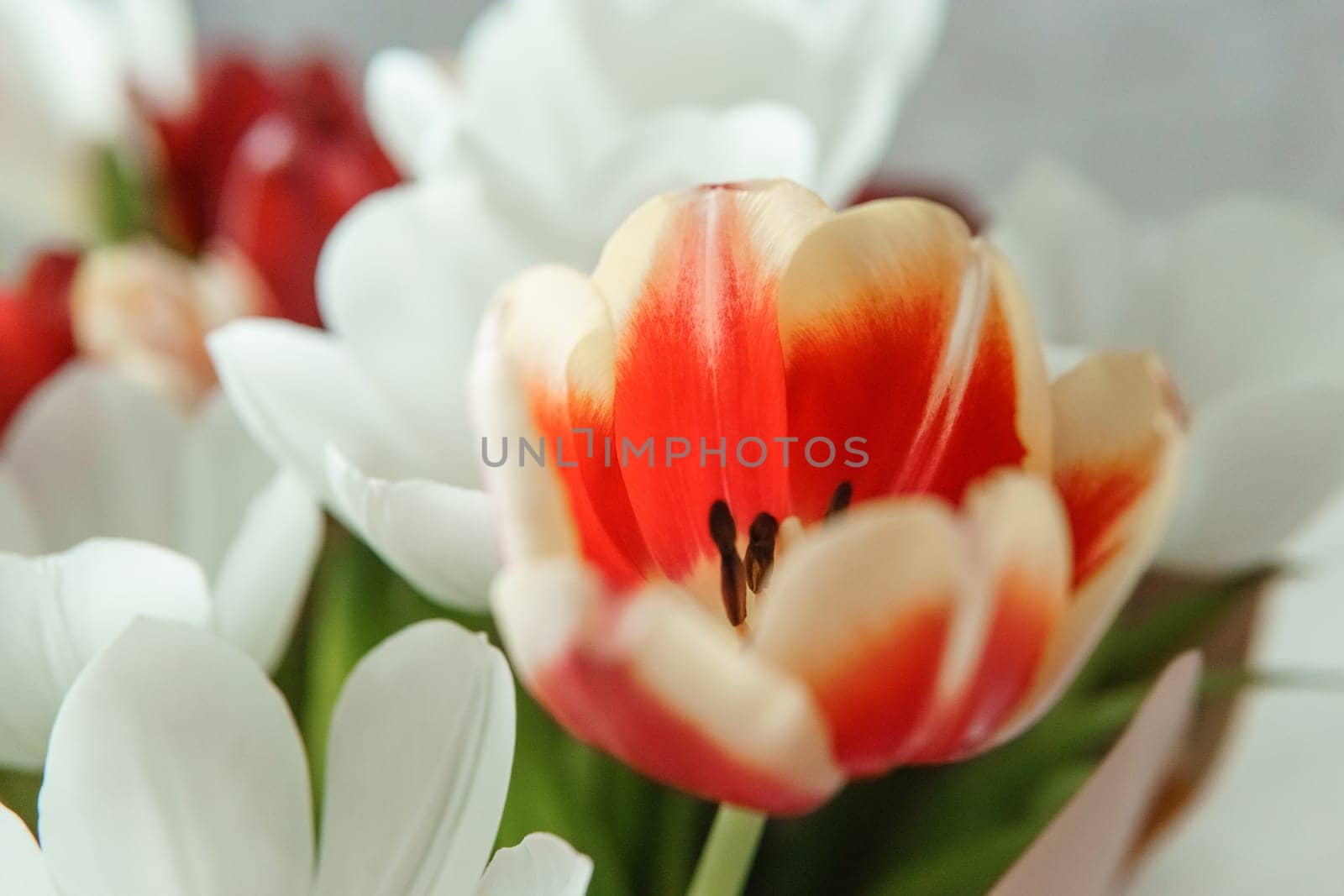 Spring Inspiration: Tulip Bouquet in Honor of International Women's Day