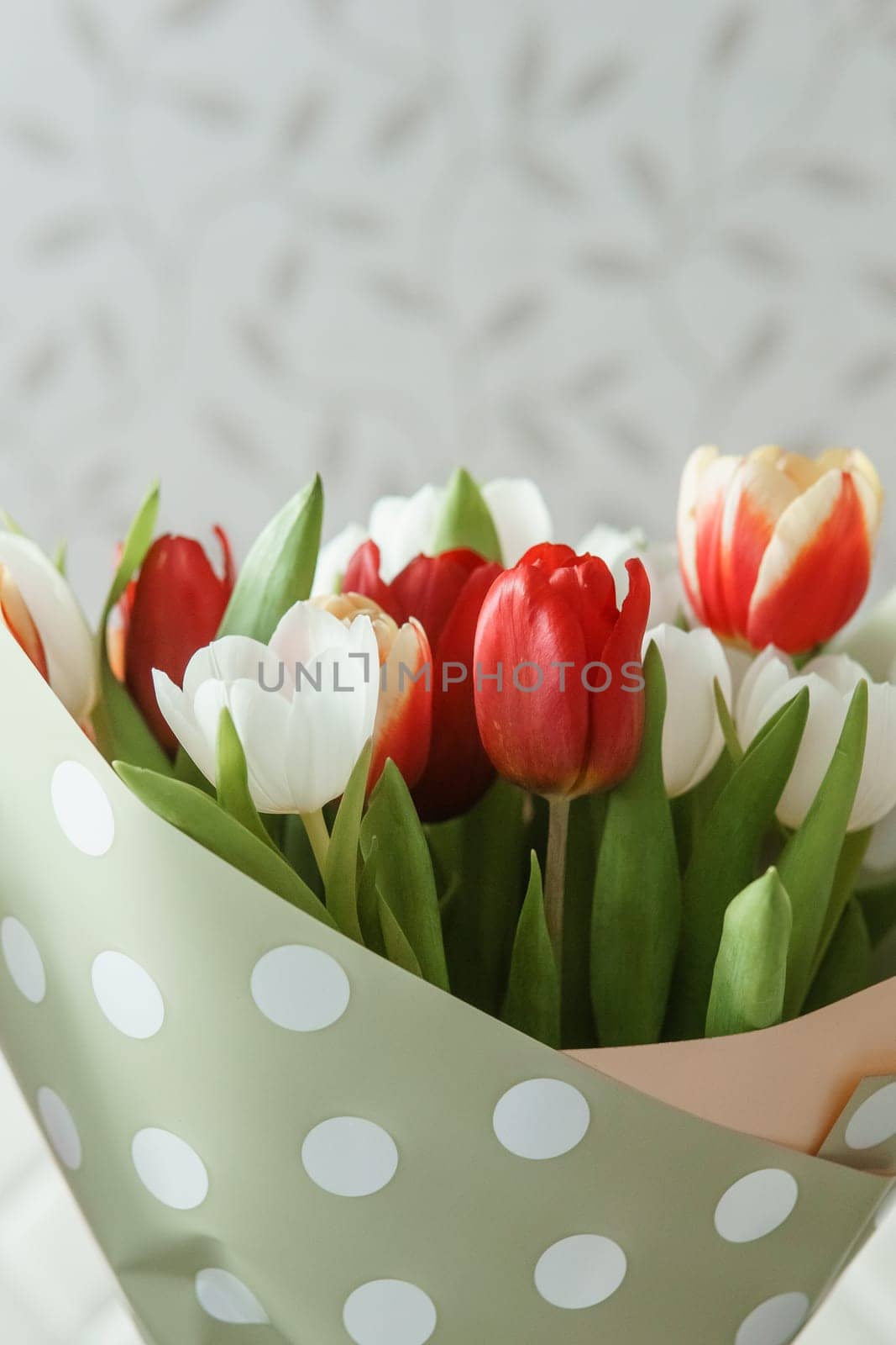 Tender Petals: Tulips Captured in Camera Lens for International Women's Day