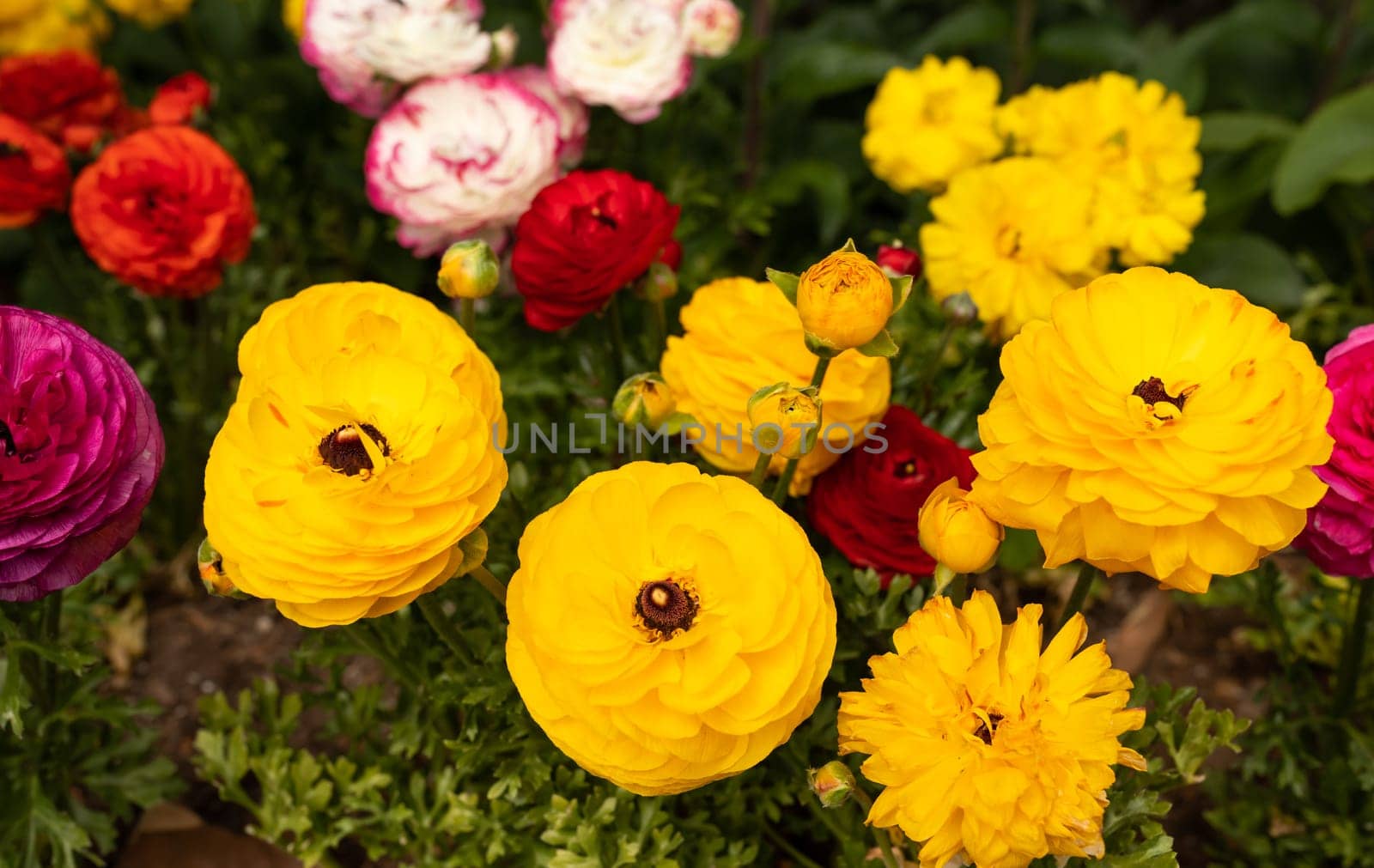 Multi Colorful Ranunculus Asiaticus or Rimmed Persian Buttercup Flower Outdoors In Garden Or Plant Nursery. Red, Yellow, White And Purple Flowers, Botany, Floriculture. Horizontal Plane by netatsi