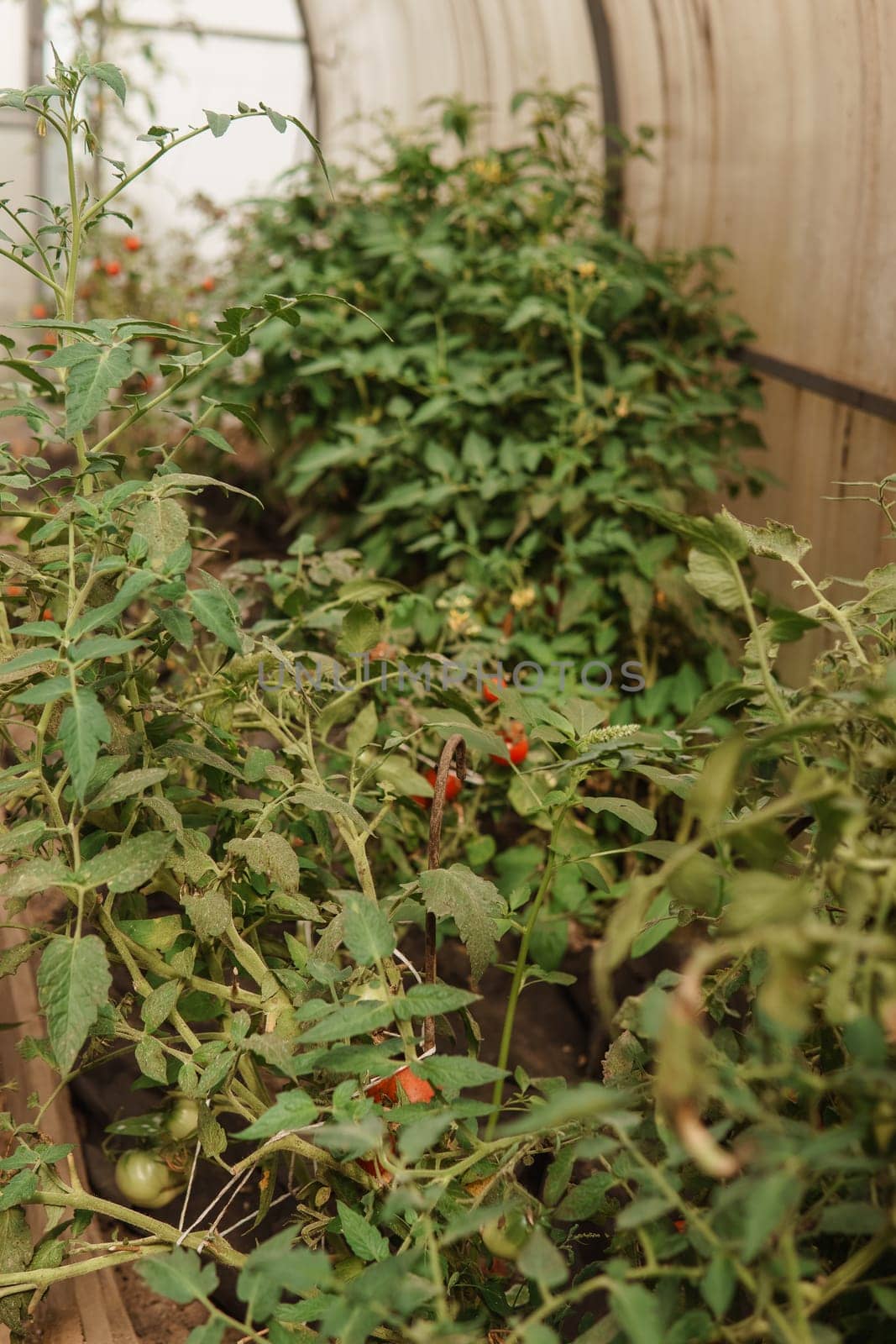 Tomatoes are hanging on a branch in the greenhouse. The concept of gardening and life in the country. A large greenhouse for growing homemade tomatoes