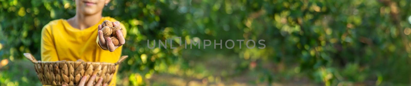 A child harvests nuts in the garden. Selective focus. Food.