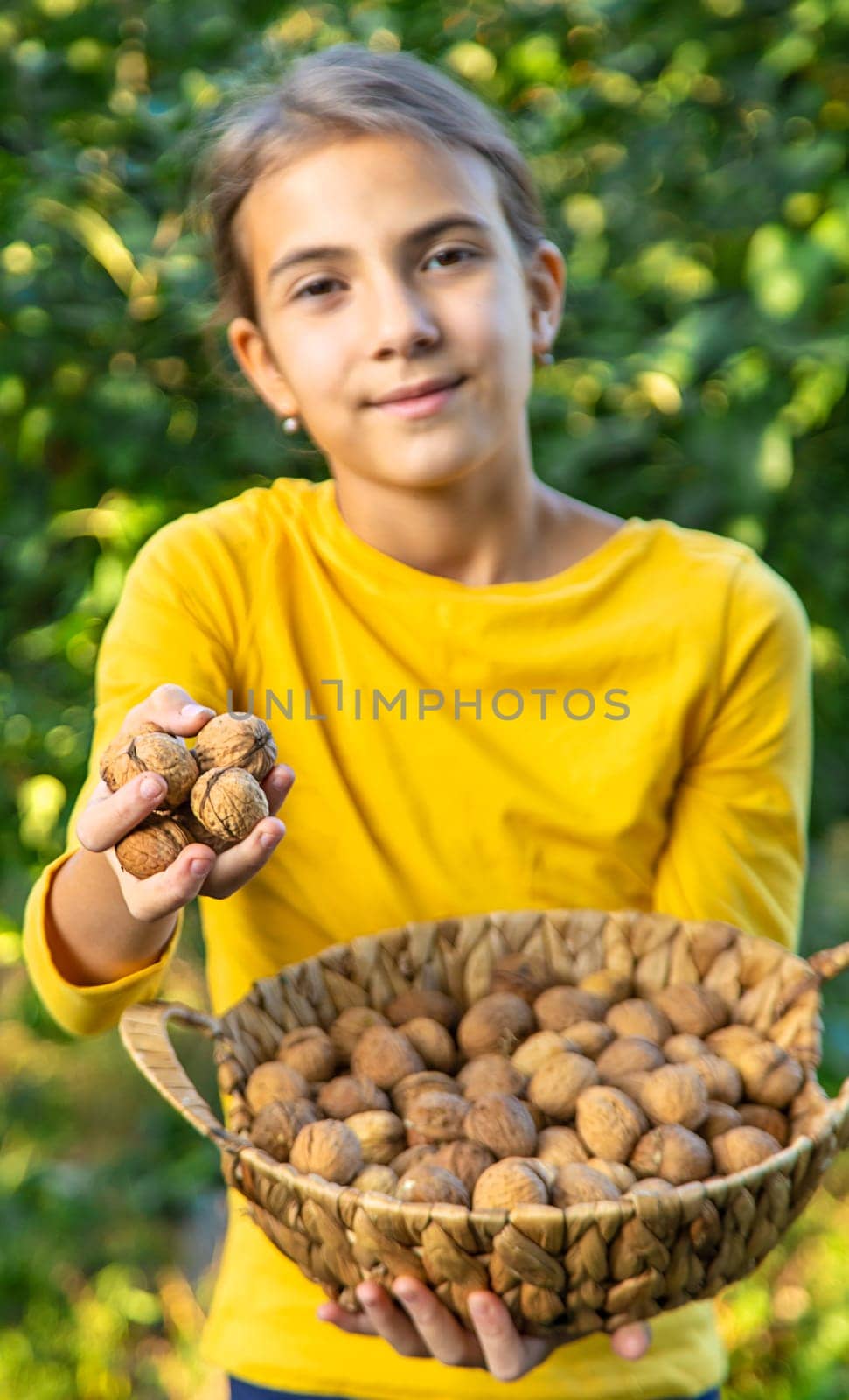 A child harvests nuts in the garden. Selective focus. Food.