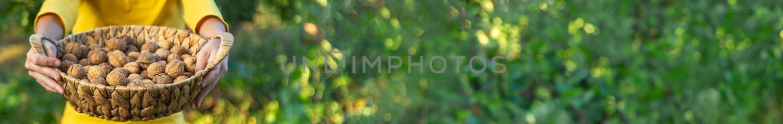 A child harvests nuts in the garden. Selective focus. by yanadjana