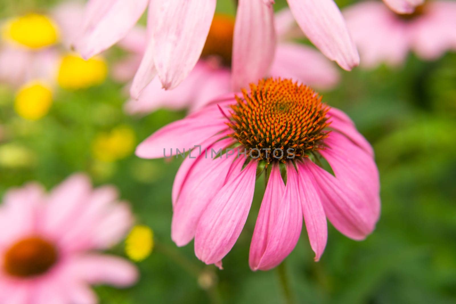Beautiful daisies growing in the garden. Gardening concept, close-up. The flower is pollinated by a bumblebee