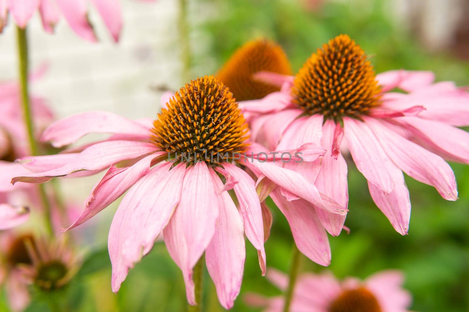 Beautiful daisies growing in the garden. Gardening concept, close-up. The flower is pollinated by a bumblebee