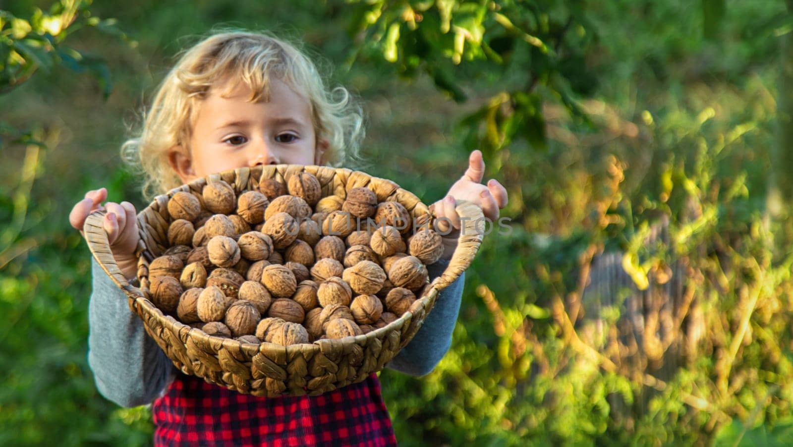 A child harvests nuts in the garden. Selective focus. by yanadjana