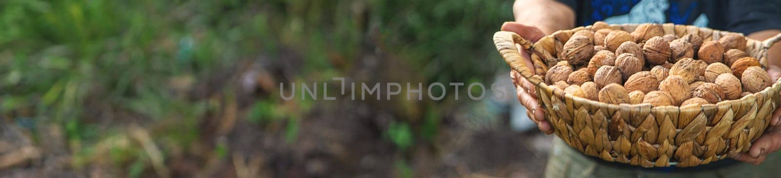 Grandmother collects walnuts in the garden. Selective focus. by yanadjana