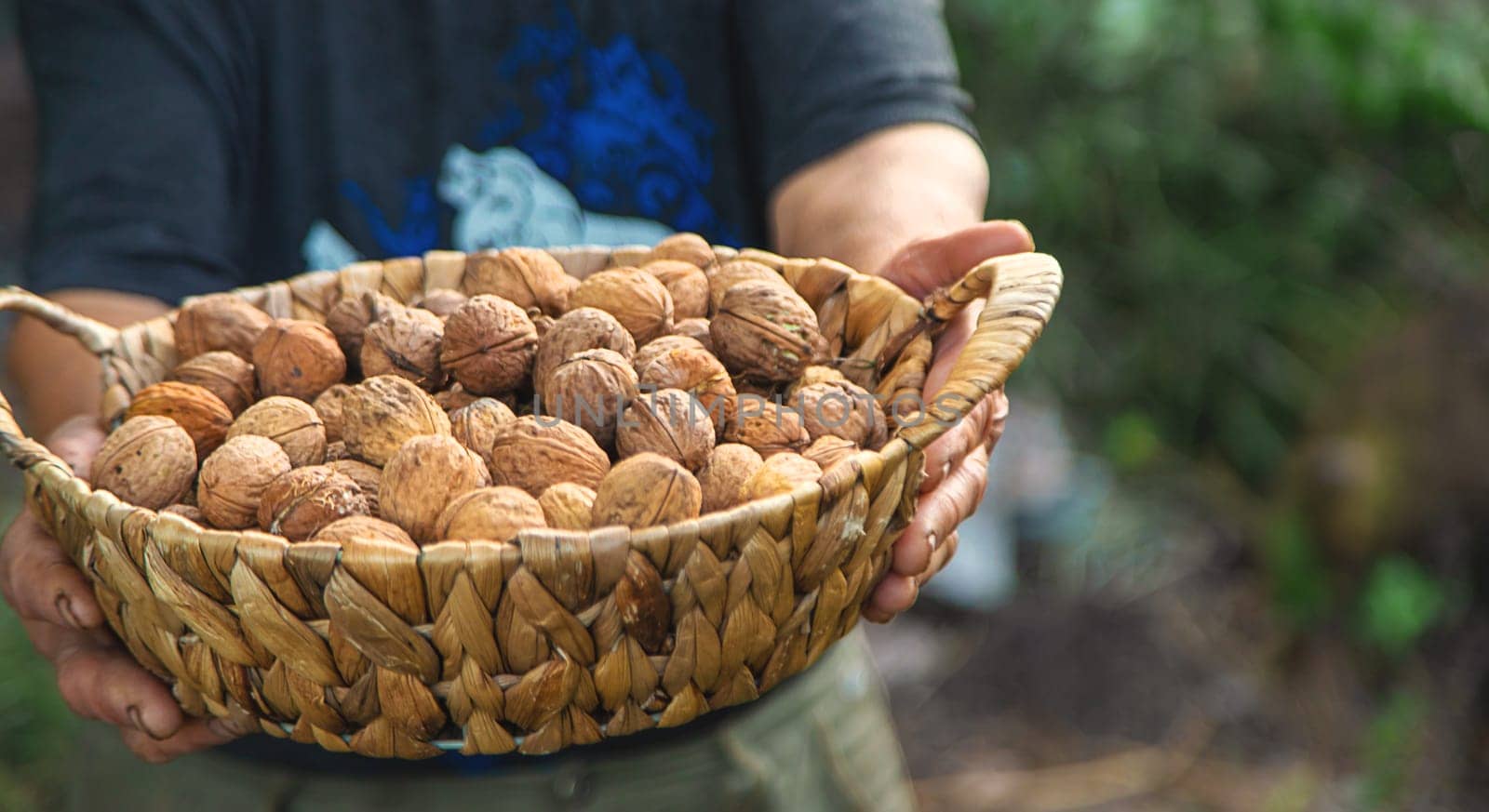 Grandmother collects walnuts in the garden. Selective focus. food.