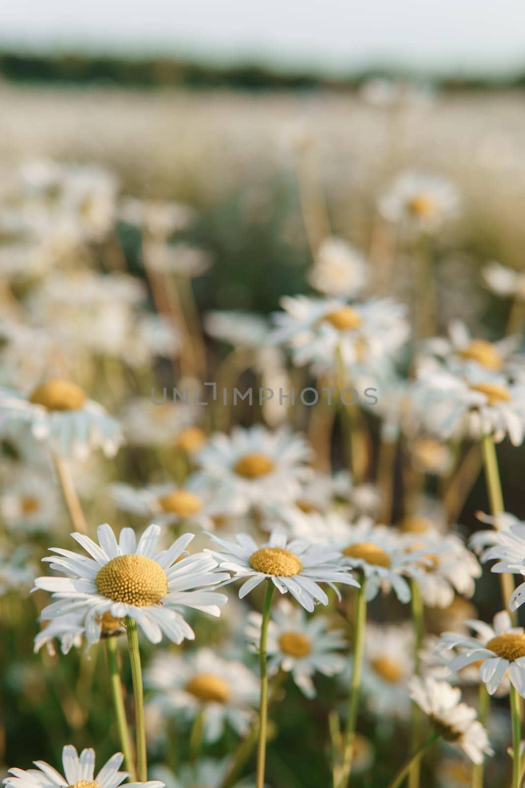 Chamomile flowers in close-up. A large field of flowering daisies. The concept of agriculture and the cultivation of useful medicinal herbs