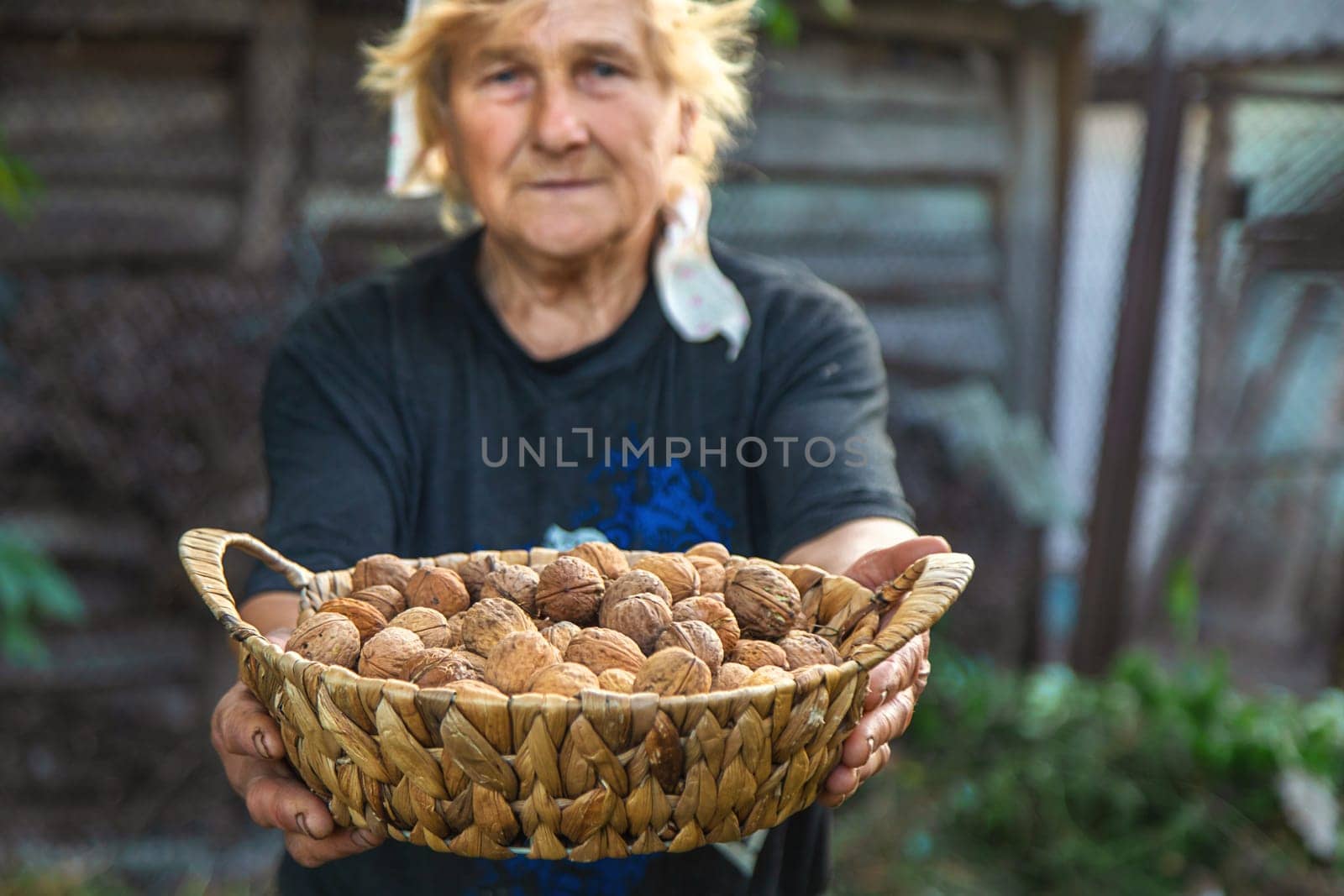 Grandmother collects walnuts in the garden. Selective focus. food.