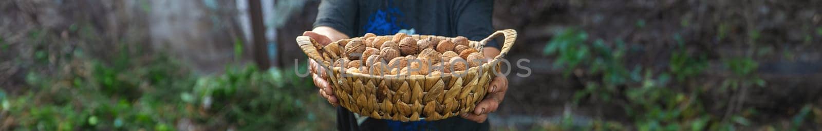 Grandmother collects walnuts in the garden. Selective focus. food.