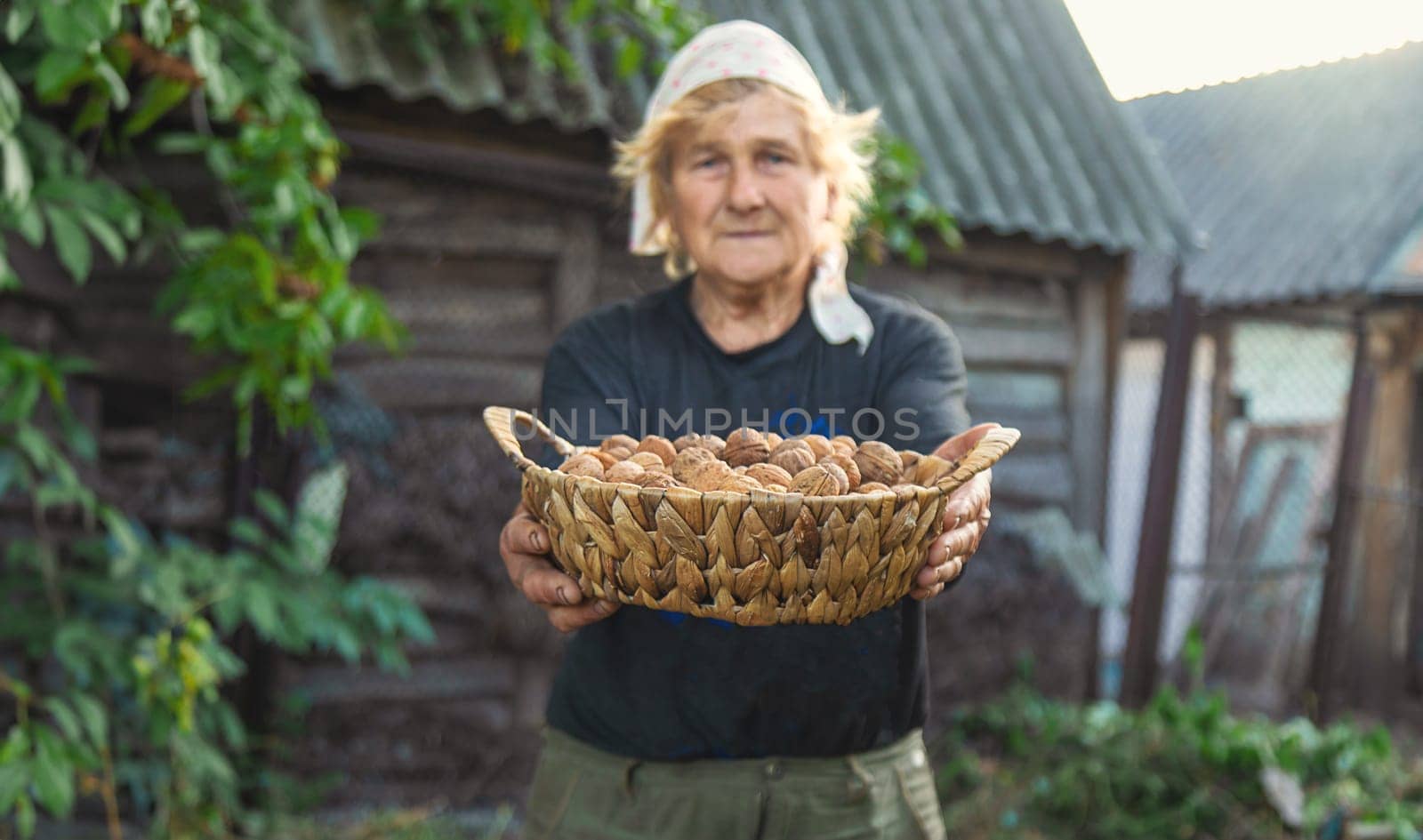 Grandmother collects walnuts in the garden. Selective focus. food.