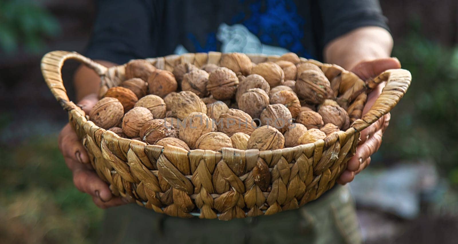 Grandmother collects walnuts in the garden. Selective focus. by yanadjana