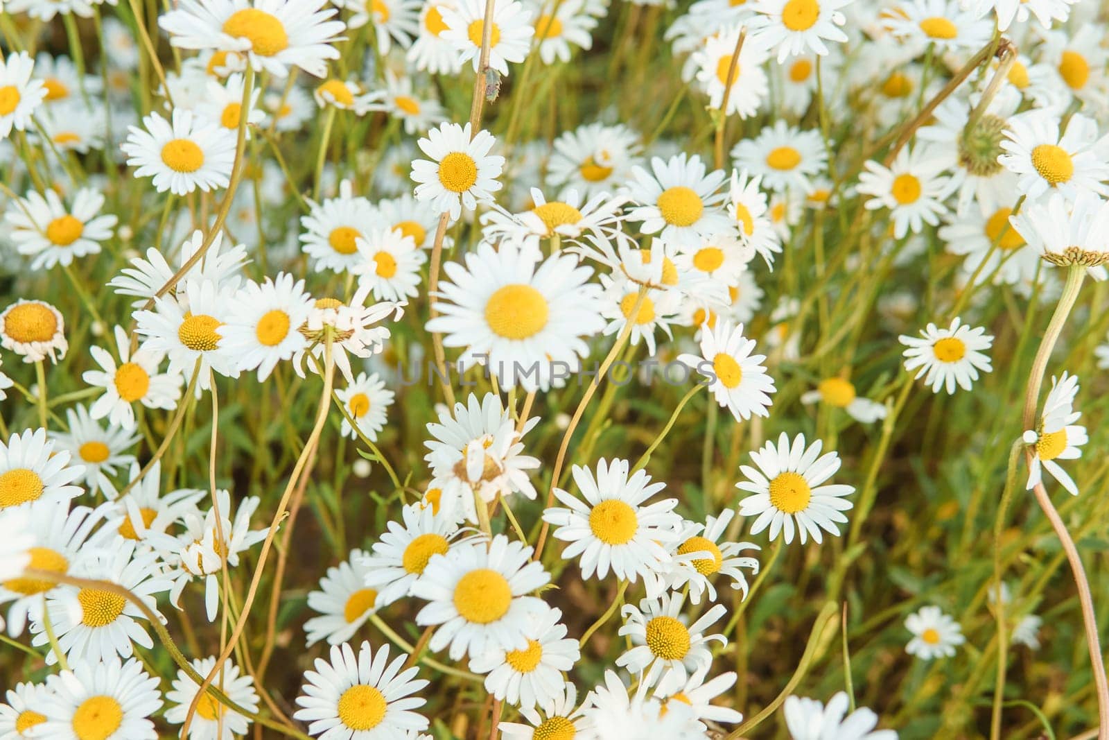 Chamomile flowers in close-up. A large field of flowering daisies. The concept of agriculture and the cultivation of useful medicinal herbs