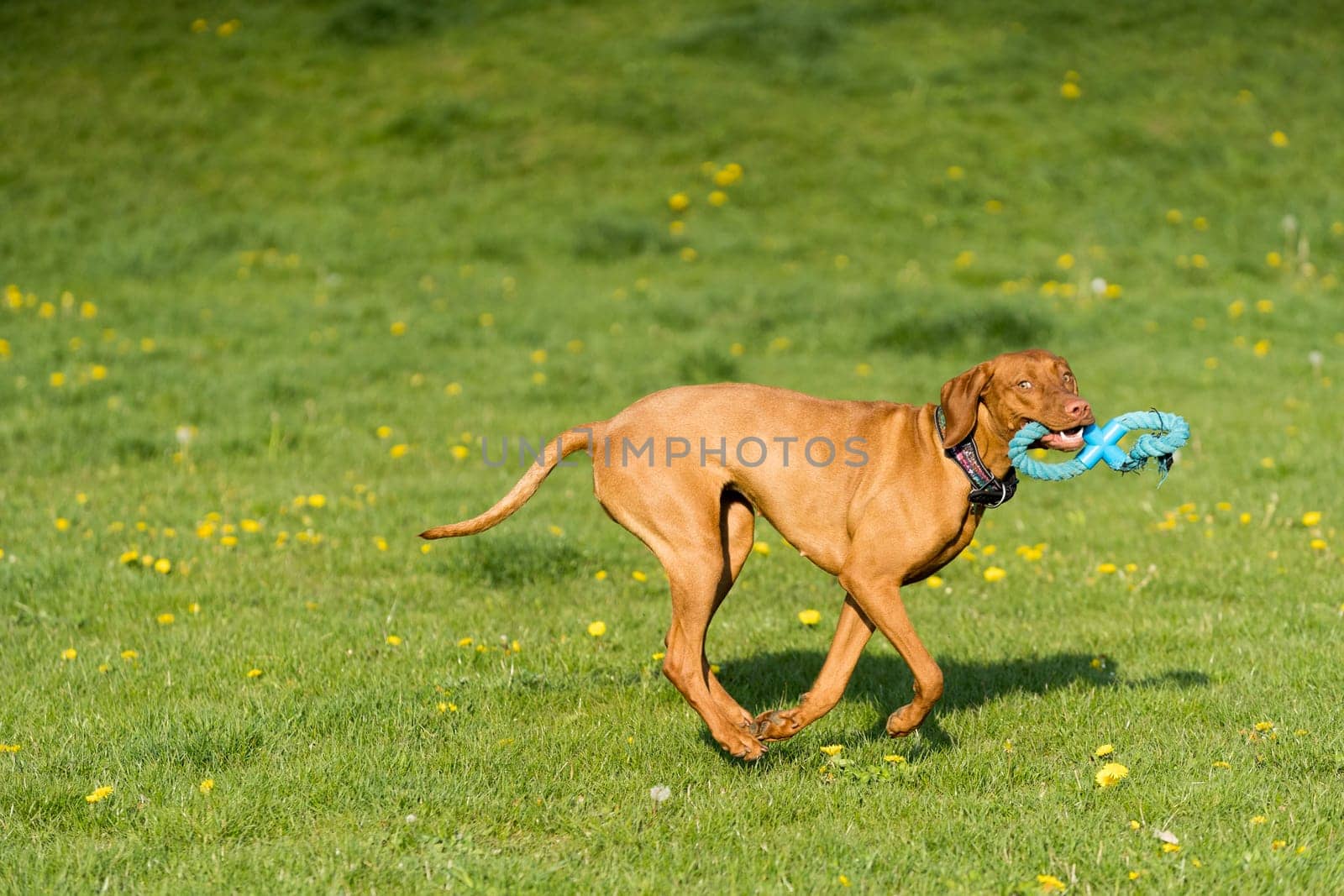 In the afternoon sun, a Hungarian female pointer learns to retrieve.