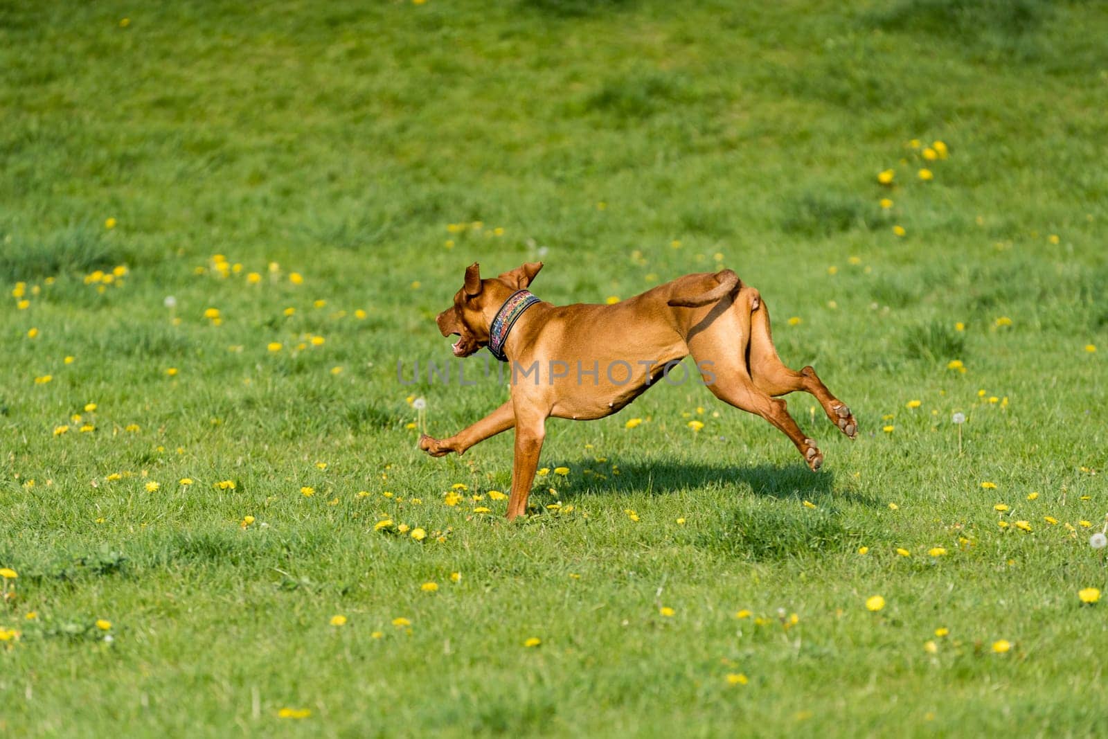 Big light brown bitch. Purebred breeding dog. Runs over the green link on a spring sunny afternoon.