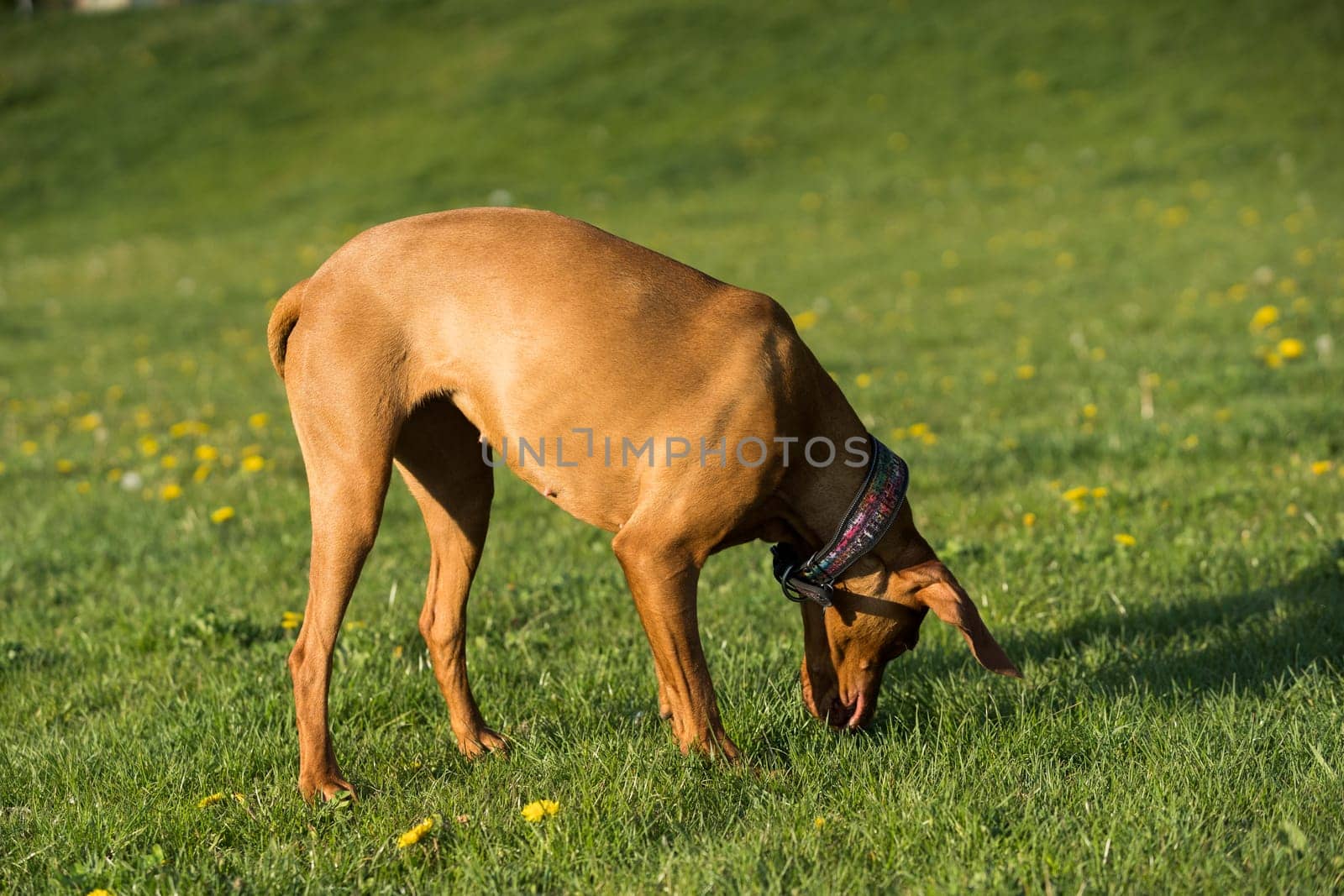 The Hungarian pointer during the afternoon walk sensed a clue that he was very interested in.