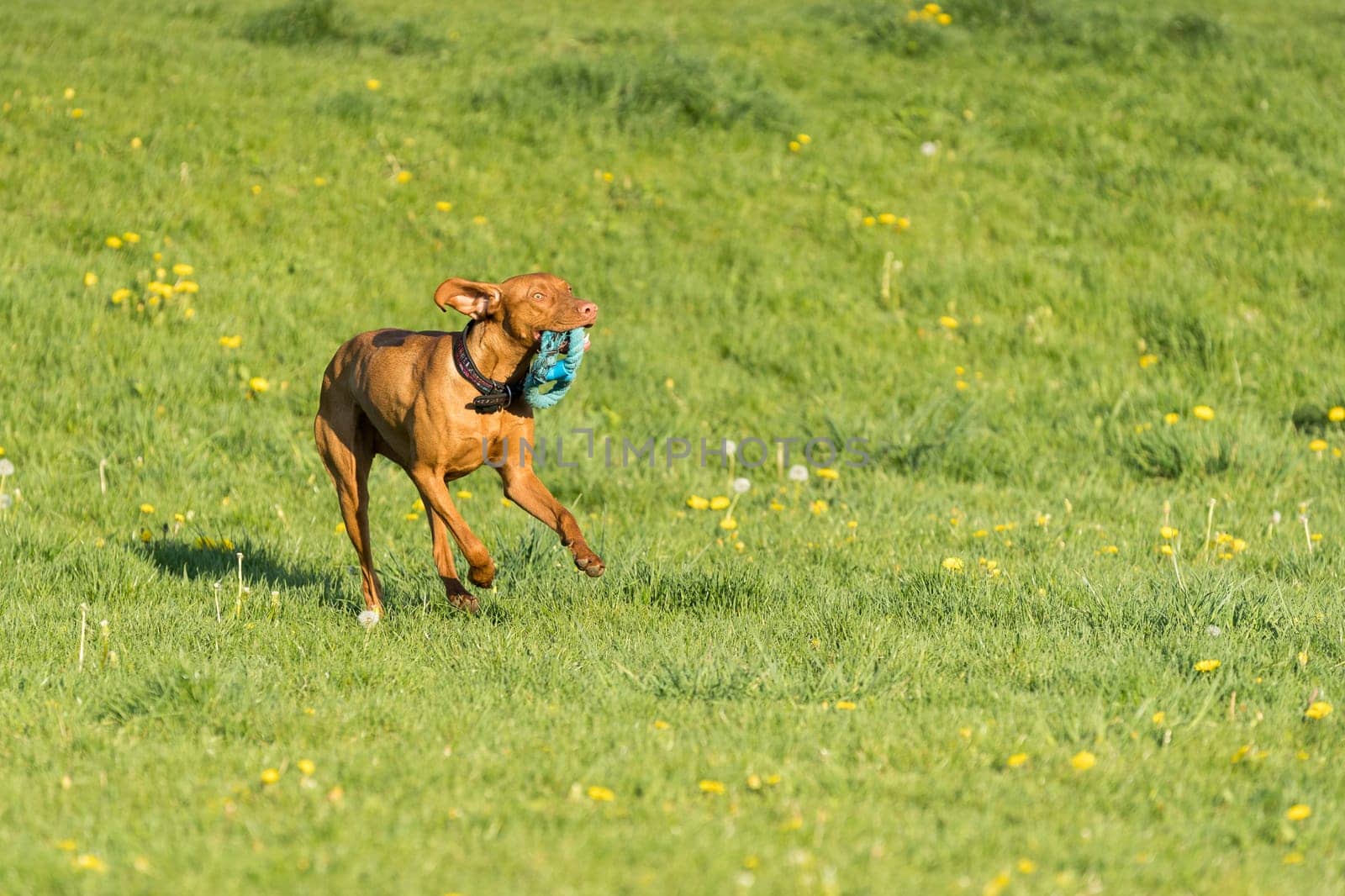 In the afternoon sun, a Hungarian female pointer learns to retrieve.