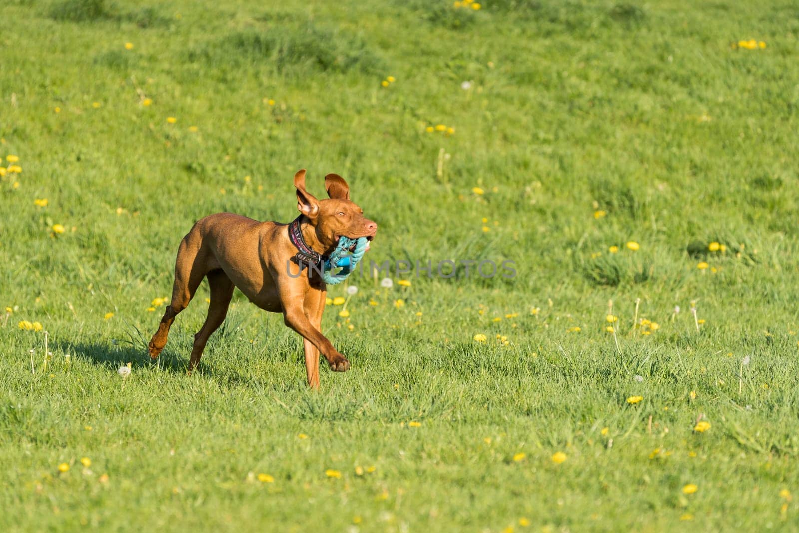 In the afternoon sun, a Hungarian female pointer learns to retrieve.