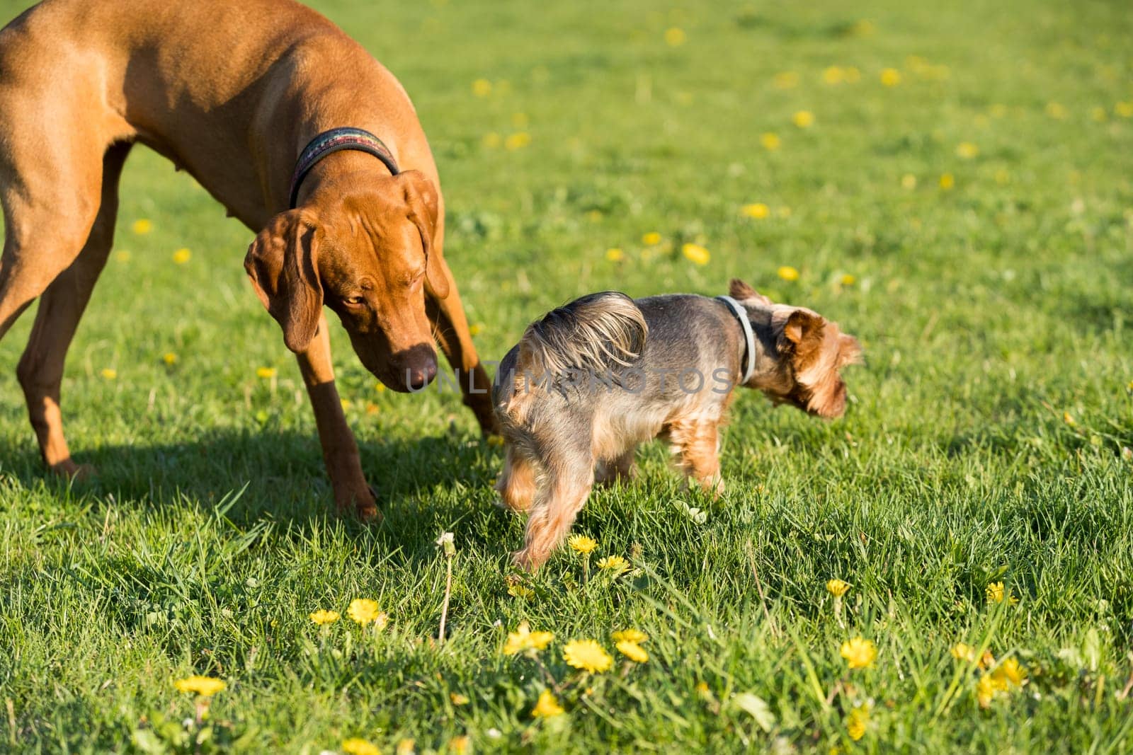 A small york and a large Hungarian pointer walk together on a sunny noon in a green meadow.