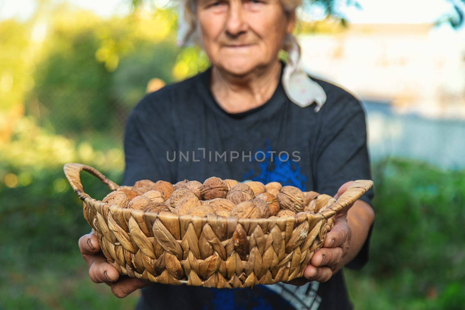 Grandmother collects walnuts in the garden. Selective focus. by yanadjana