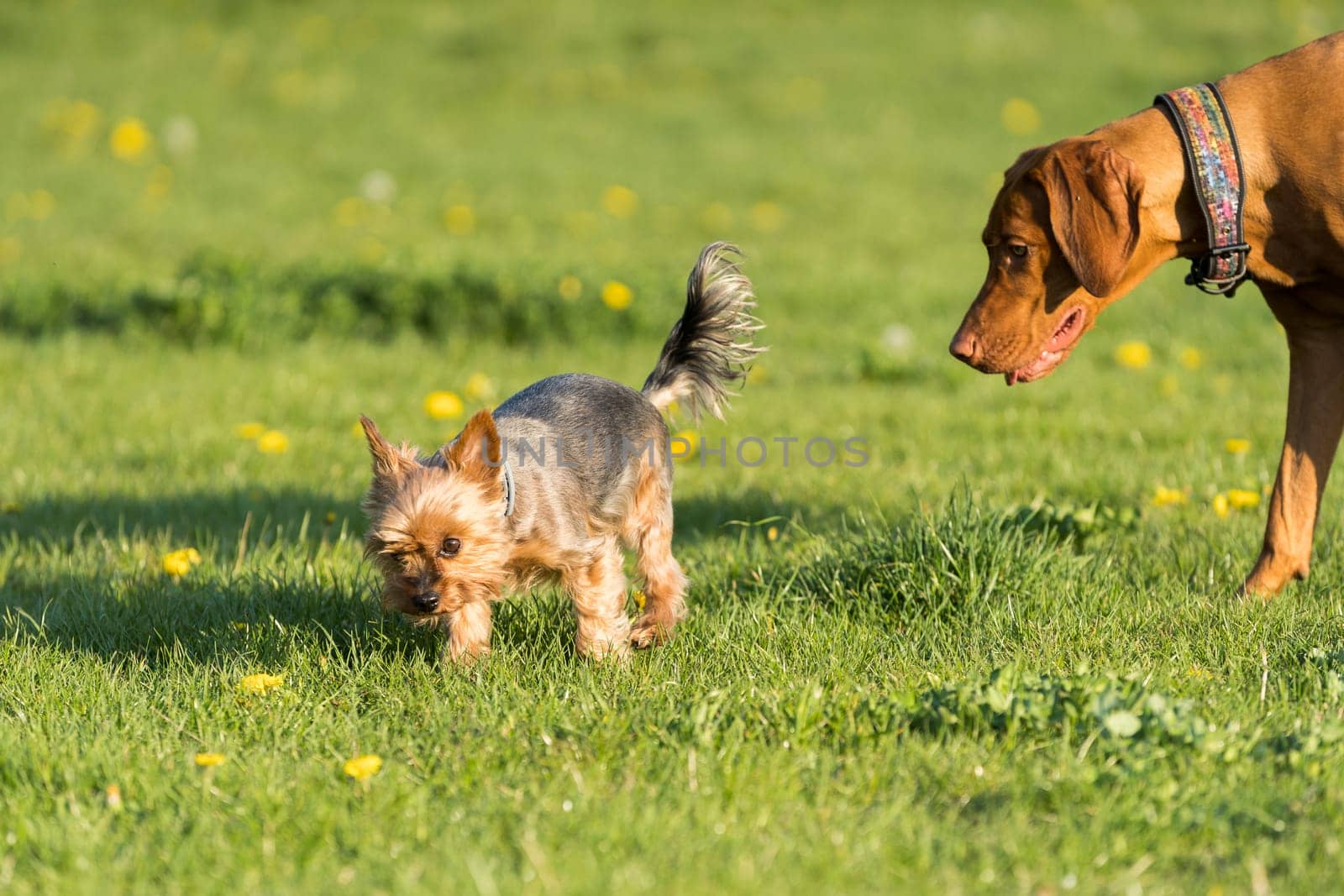 A small york and a large Hungarian pointer walk together on a sunny noon in a green meadow.