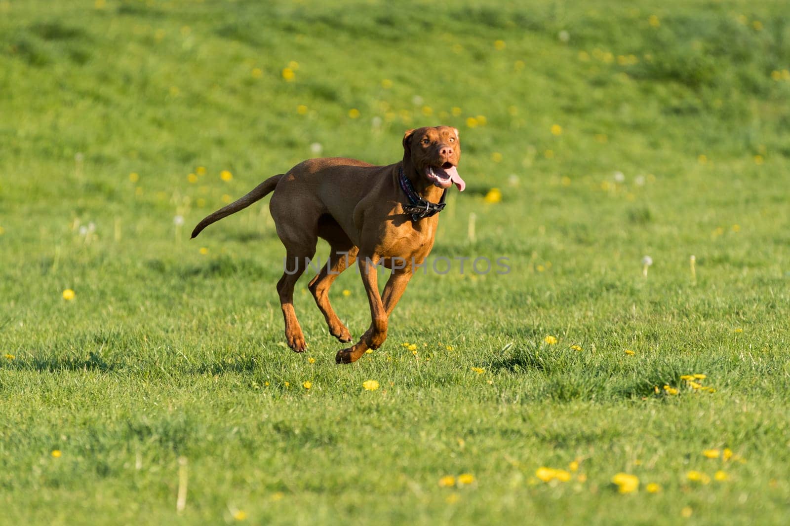 In the afternoon sun, a Hungarian female pointer learns to retrieve.