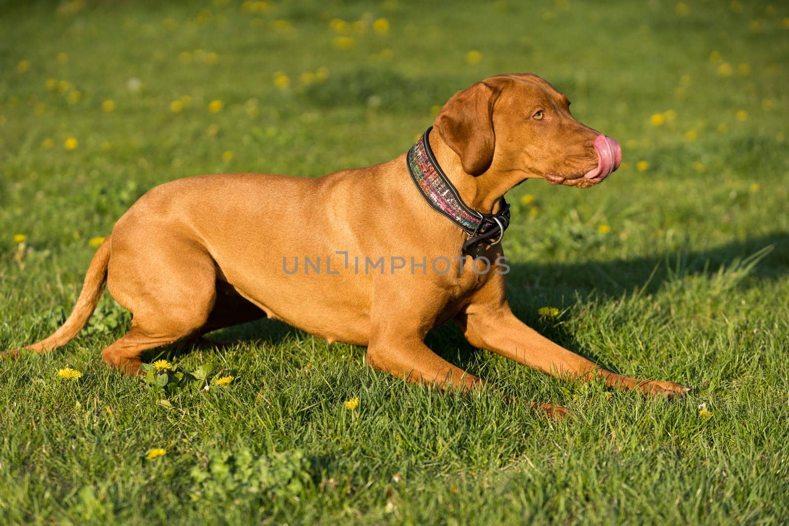 The bitch is lying on the green grass ready to run and perform the next command during training.