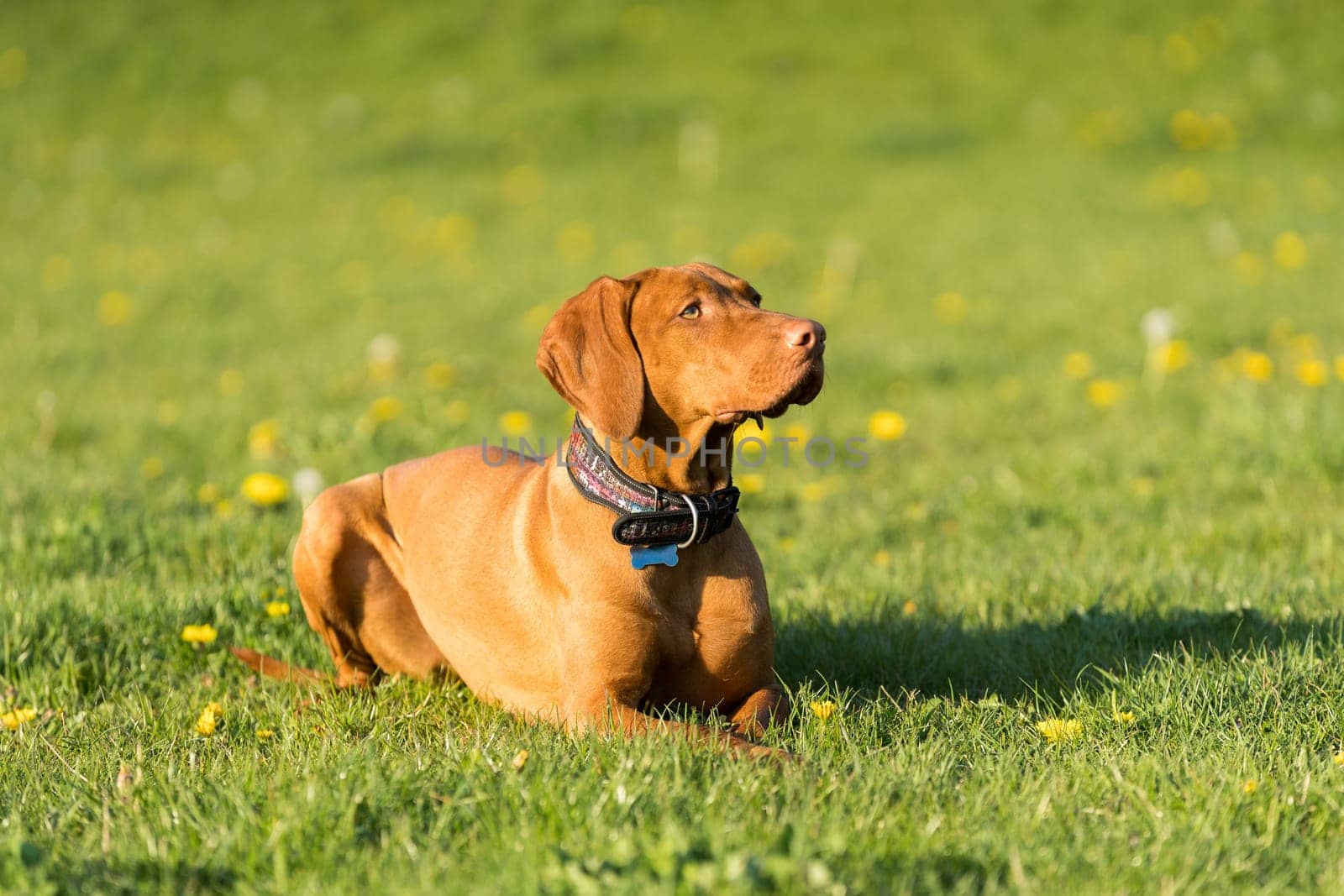 The bitch is lying on the green grass ready to run and perform the next command during training.