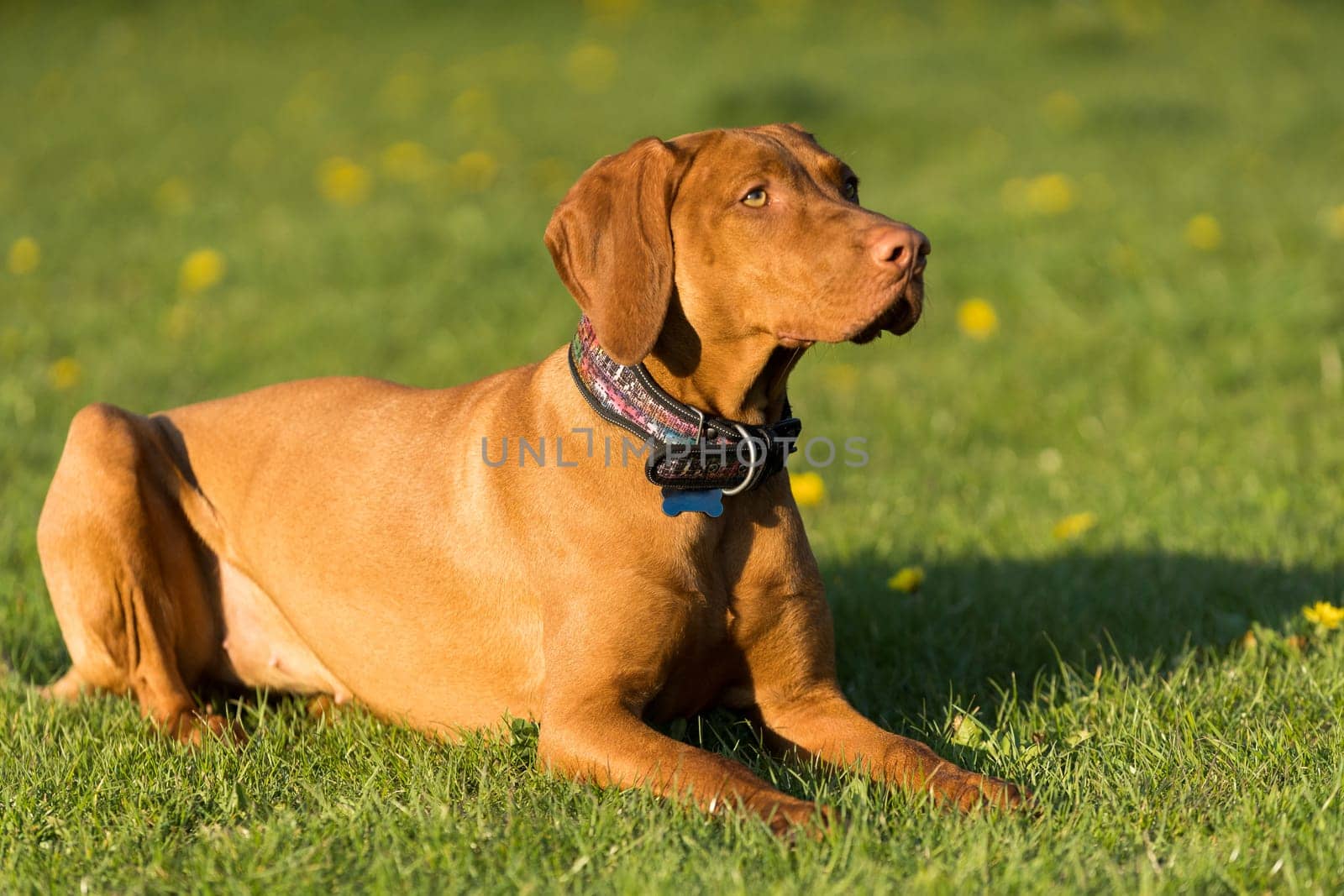 The bitch is lying on the green grass ready to run and perform the next command during training.