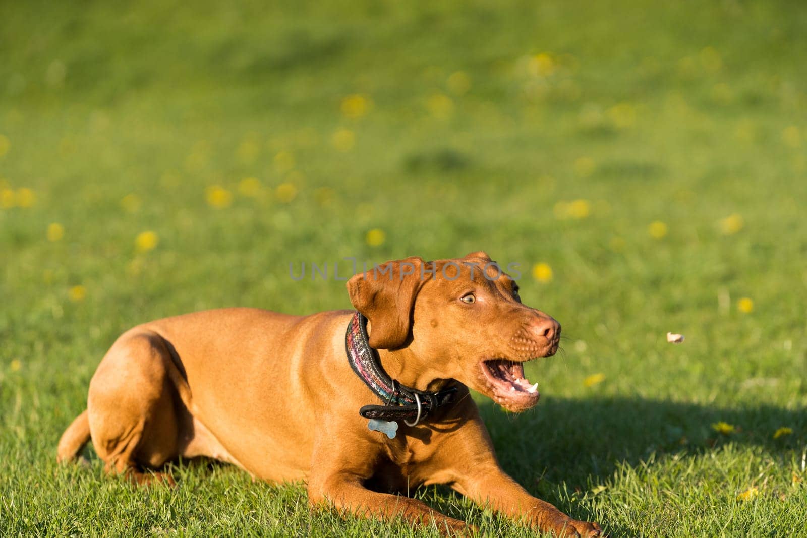 The Hungarian pointer lies on a green meadow and catches treats thrown by the trainer.