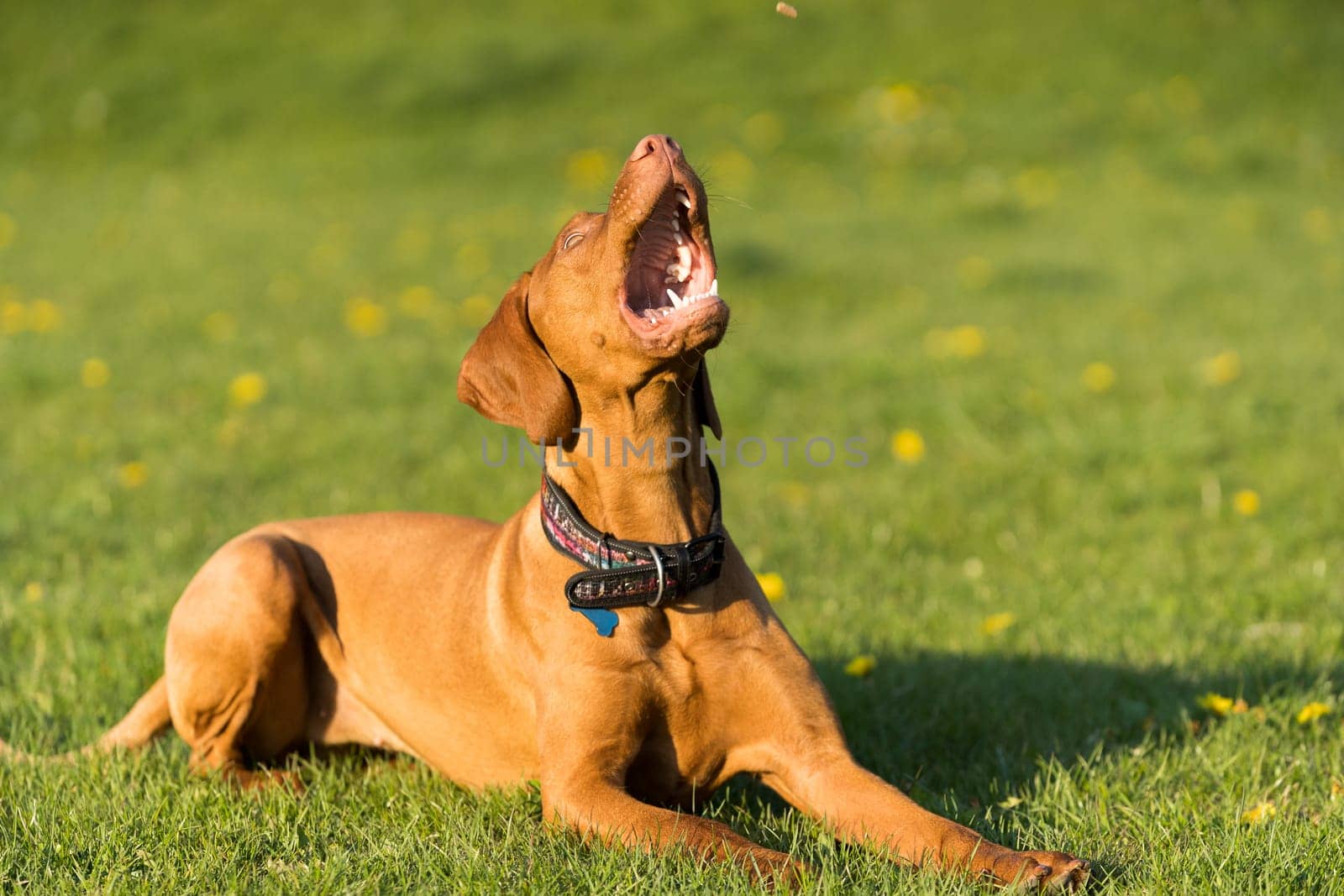 The Hungarian pointer lies on a green meadow and catches treats thrown by the trainer.