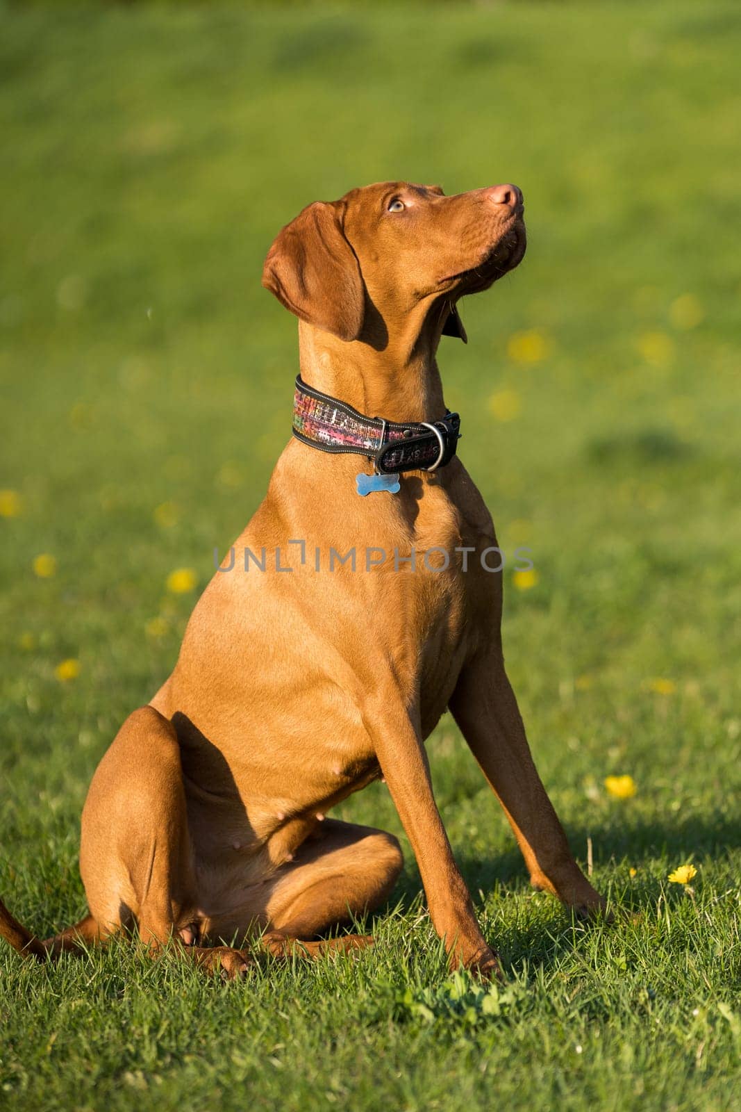 The tall dog sits and waits for the rest of the training. The Hungarian pointer is a purebred dog.