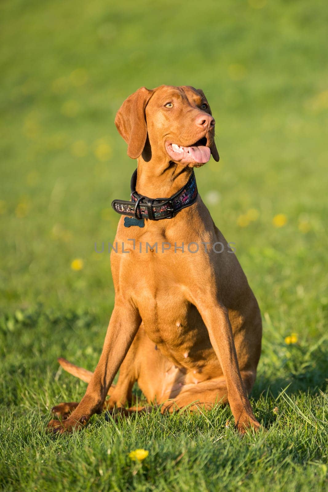 The tall dog sits and waits for the rest of the training. The Hungarian pointer is a purebred dog.