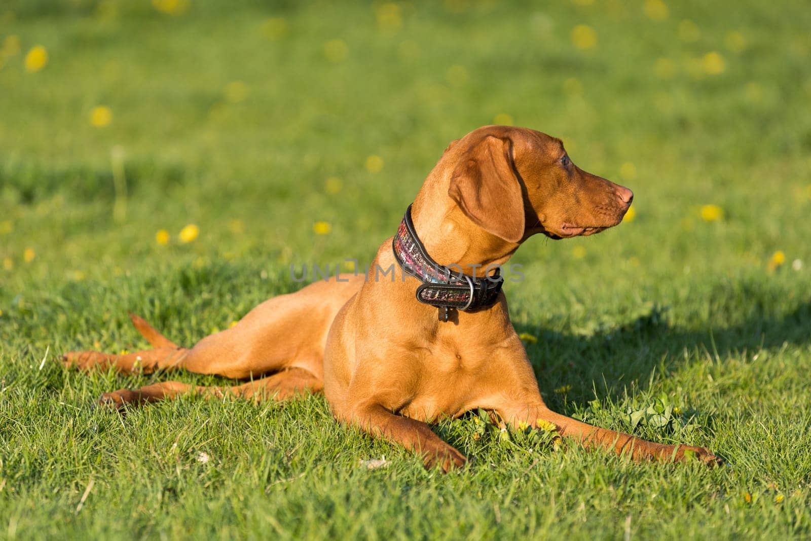 The bitch is lying on the green grass ready to run and perform the next command during training.