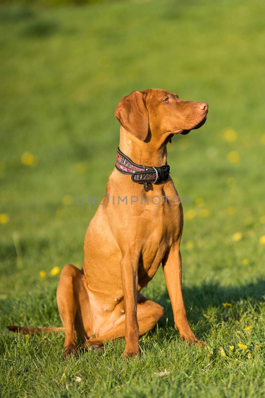 The tall dog sits and waits for the rest of the training. The Hungarian pointer is a purebred dog.