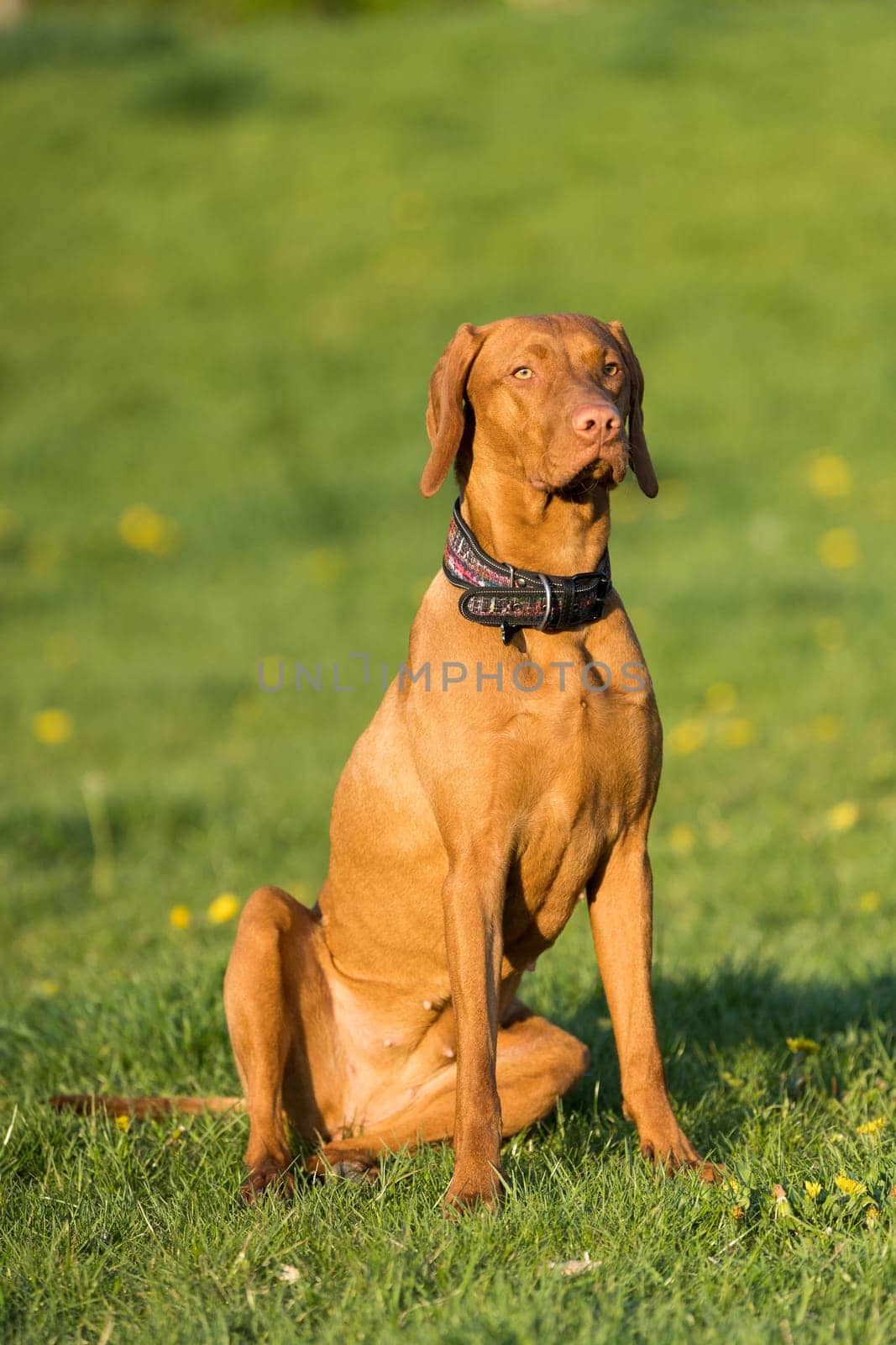 The tall dog sits and waits for the rest of the training. The Hungarian pointer is a purebred dog.
