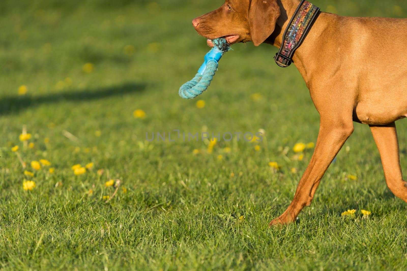 In the afternoon sun, a Hungarian female pointer learns to retrieve.