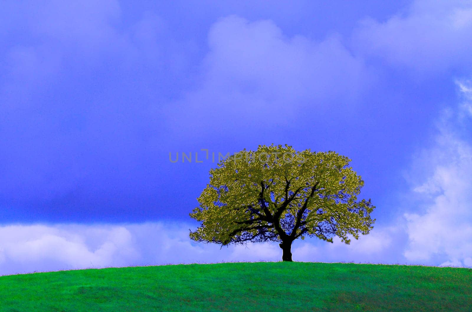 An oak tree stands alone in a pasture in rural californai in exaggerated color
