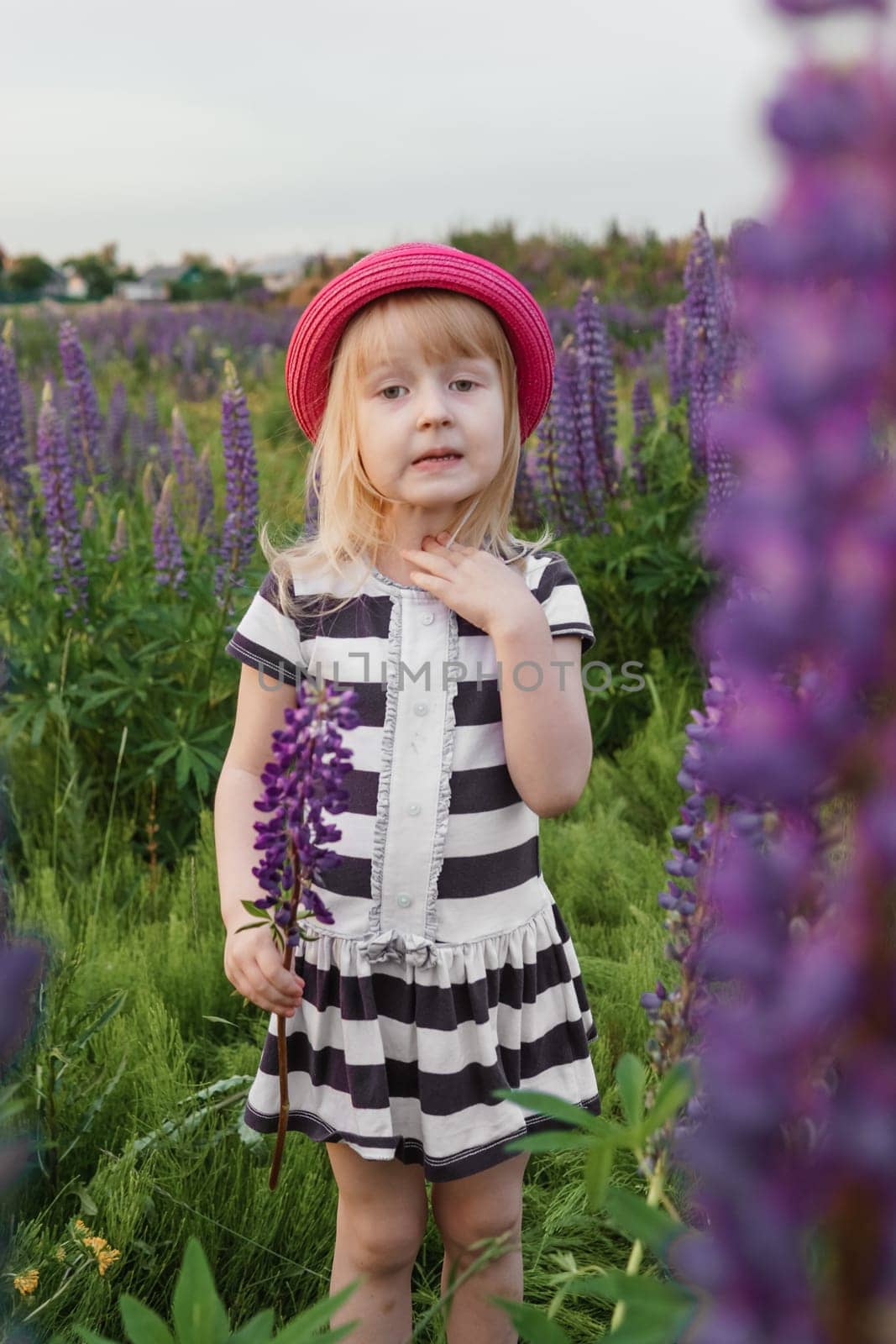 A blonde girl in a field with purple flowers. A little girl in a pink hat is picking flowers in a field. A field with lupines.