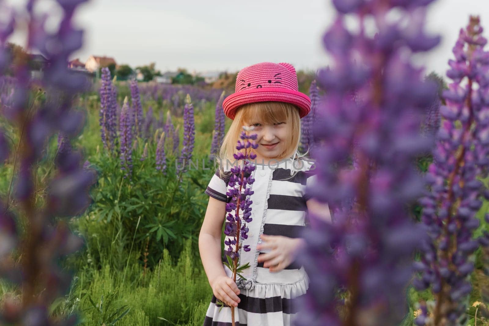 A blonde girl in a field with purple flowers. A little girl in a pink hat is picking flowers in a field. A field with lupines.