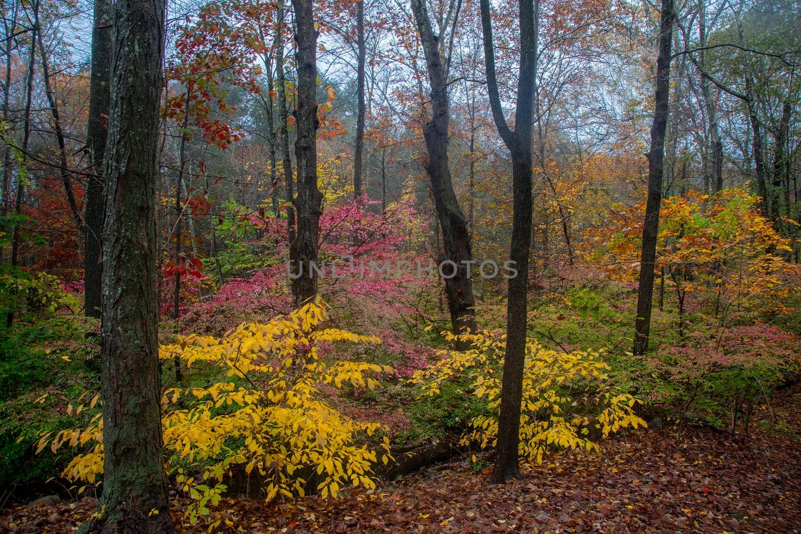 Fall colors have arrived in a forest near Weston, Connecticut