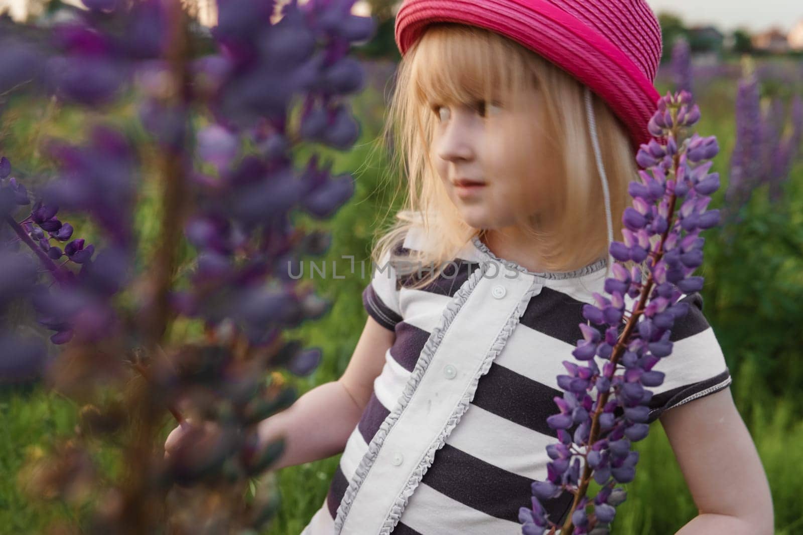 A blonde girl in a field with purple flowers. A little girl in a pink hat is picking flowers in a field. A field with lupines.