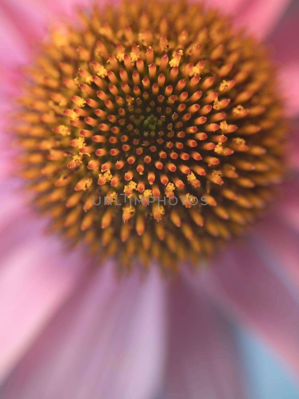 A closeup of the purple coneflower in bloom